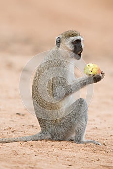 African Green Monkey eating apple 2