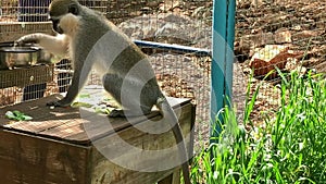 African green monkey or vervet Chlorocebus aethiops