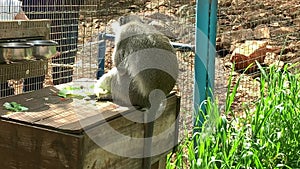 African green monkey or vervet Chlorocebus aethiops