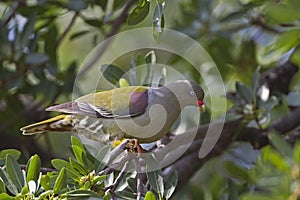 African Green Pigeon perched in tree