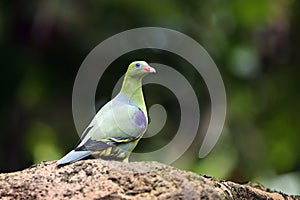 The African green pigeon Treron calvus sitting on a thick branch with a colorful jungle background. Green pigeon in the yeast,