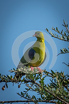 African green-pigeon turns head perched on branch