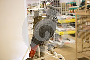 African Grey