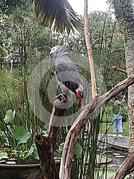 African grey bird stand at wood