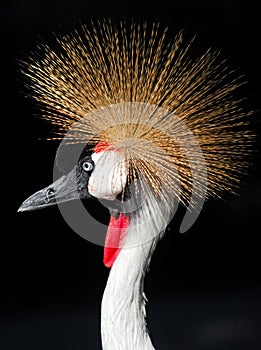 African Grey Crowned Crane Balearica regulorum