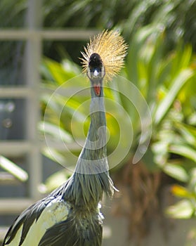 African grey crowned crane portrait