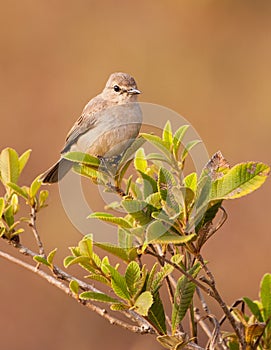 African Grey Flycatcher