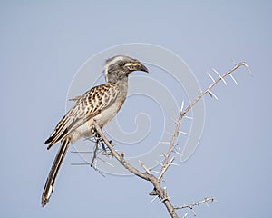 African Grey Hornbill