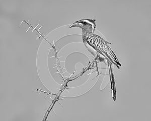 African Grey Hornbill