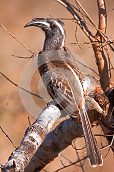 African Grey Hornbill