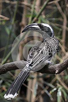 African grey hornbill