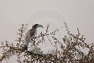 African Grey Hornbill