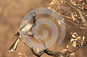 African Grey Hornbill