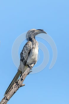 African Grey Hornbill, Botswana, Africa wildlife