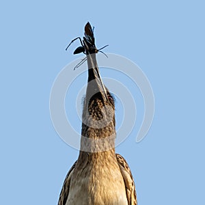 African Grey Hornbill With Bug