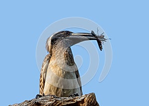 African Grey Hornbill With Bug