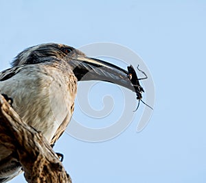 African Grey Hornbill With Bug