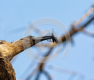 African Grey Hornbill With Bug