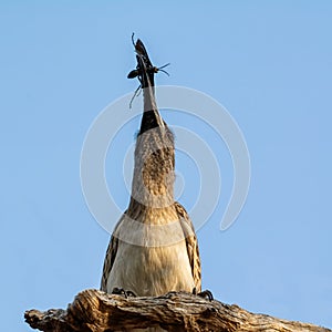 African Grey Hornbill With Bug