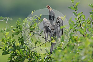 The African grey hornbill female