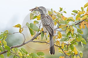 African Grey Hornbill with its prey, an insect