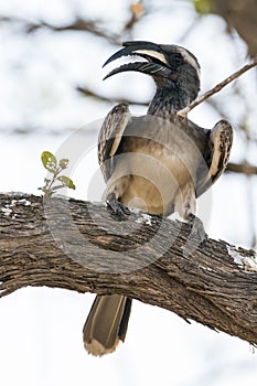 African Grey Hornbill in Kruger National park