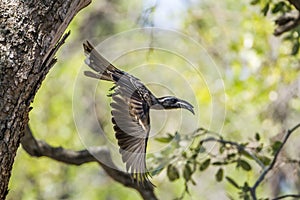 African Grey Hornbill in Kruger National park, South Africa