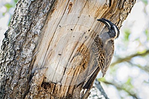 African Grey Hornbill in Kruger National park, South Africa