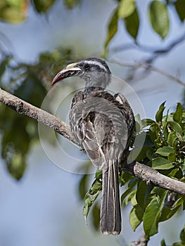 African grey hornbill Lophoceros nasutus