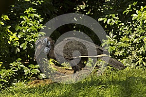African grey hornbill Lophoceros nasutus.