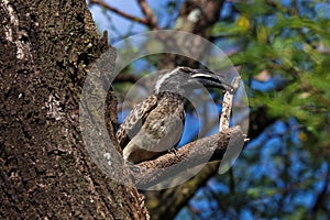 African Grey Hornbill Male With Caught Insect Lophoceros nasutus