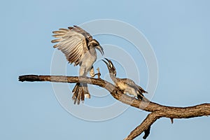 African grey hornbill males fighting in Mahango National Park