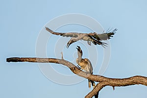 African grey hornbill males fighting in Mahango National Park