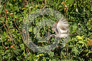 African grey hornbill passes bush raising wings