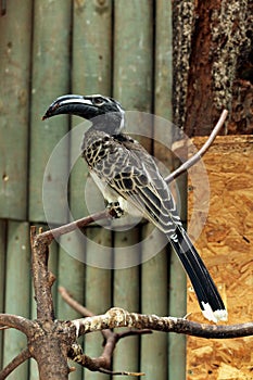 African grey hornbill (Tockus nasutus).