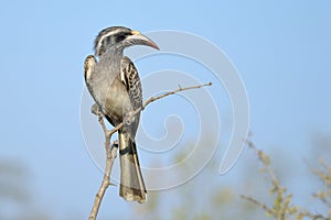 African grey hornbill (Tockus nasutus)