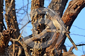 African grey hornbill (Tockus nasutus)