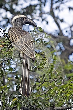 African Grey hornbill (Tockus nasutus)