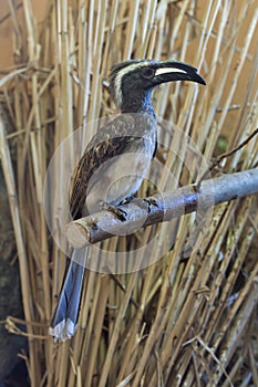 African grey hornbill (Tockus nasutus).