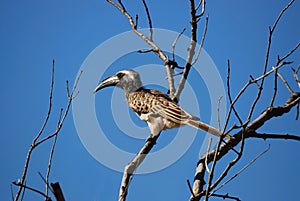 African Grey Hornbill (Tockus nasutus)