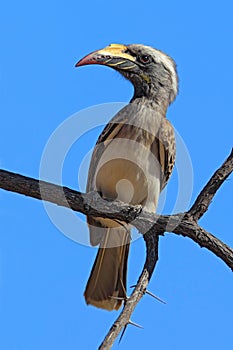 African Grey Hornbill, Tockus nasutus, portrait of grey and black bird with big yellow bill, sitting on the branch wit blue sky