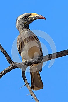 African Grey Hornbill, Tockus nasutus, portrait of grey and black bird with big yellow bill, sitting on the branch wit blue sky