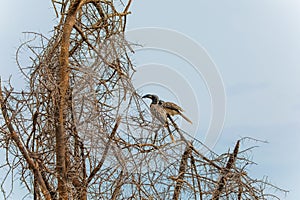 African Grey Hornbill Tockus nasutus Widespread Farmer Bird