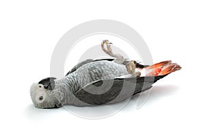 African Grey Parrot