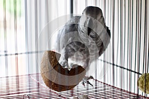 African grey parrot