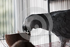 African grey parrot