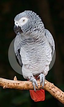 African Grey Parrot photo