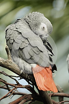 African grey parrot