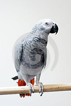 African grey parrot photo