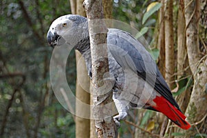 African grey parrot